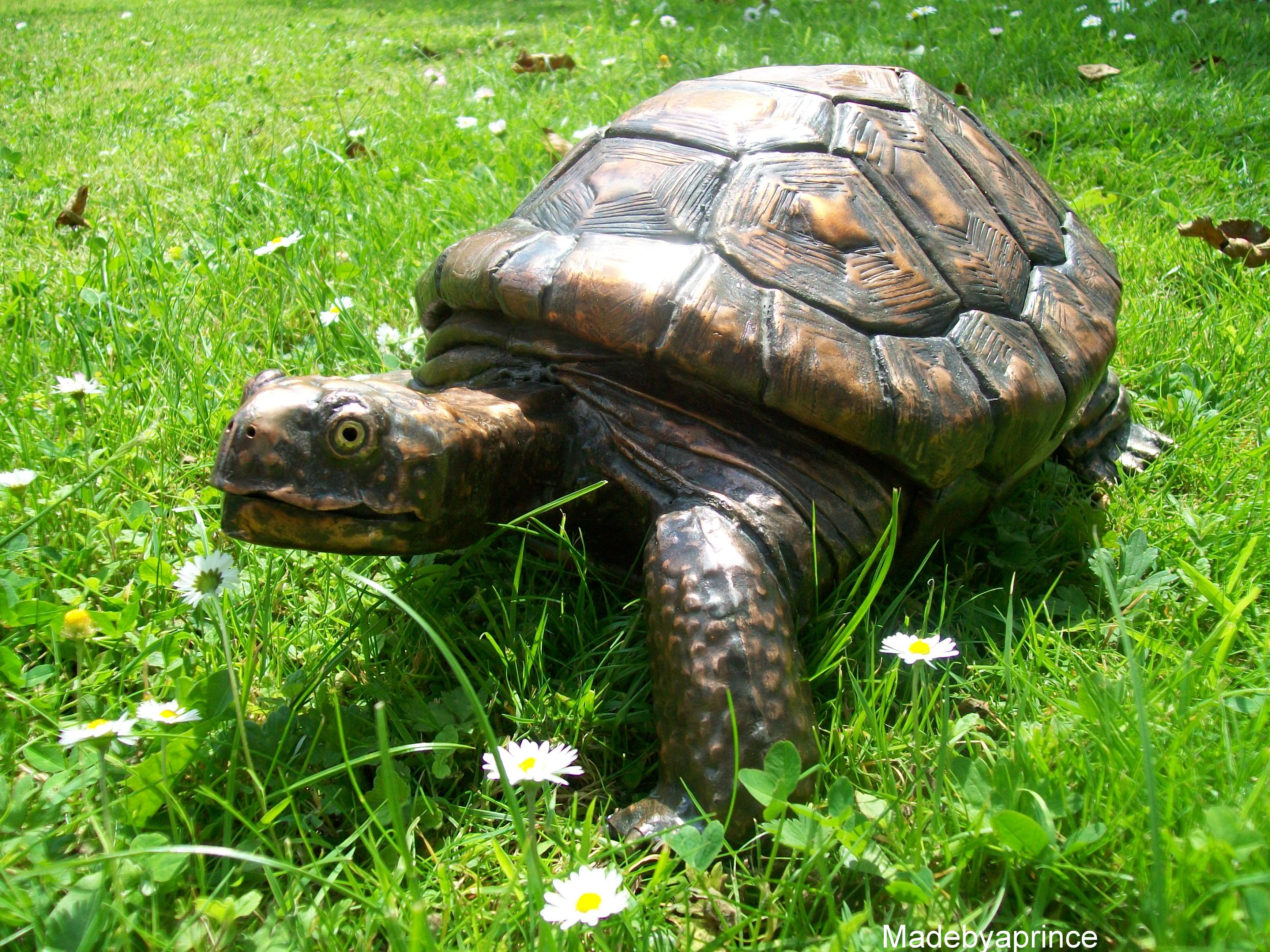 Tank The Tortoise